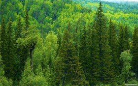 "Ростелеком" подключил в Сибири 60 тыс. абонентов за полгода