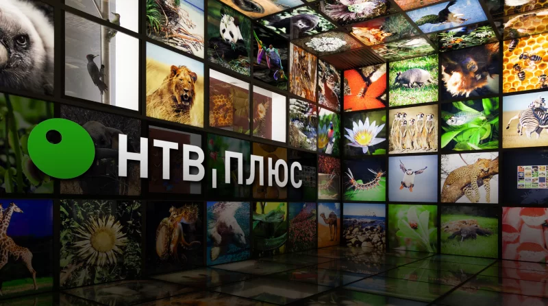 НТВ-ПЛЮС добавил пять новых каналов